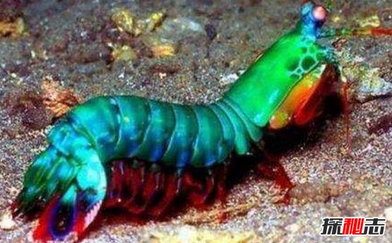 世界上最凶猛的虾，雀尾螳螂虾无人敢抓(海洋无敌拳击手)