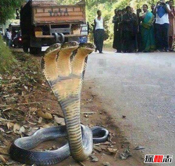 印度三头蛇是真的吗，网络图片太假都是PS的(不可信)