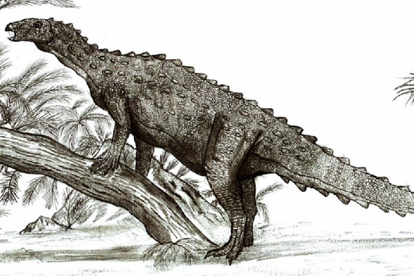 小型甲龙亚目恐龙：莫阿大学龙 背部长有骨刺(体长4米)