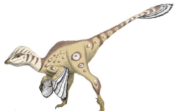蜥鸟龙：亚洲小型食肉恐龙（长3.5米/长的像鸟视力佳）