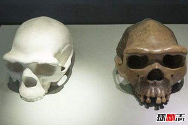 最早发现的直立人：爪哇猿人（1890年发现）