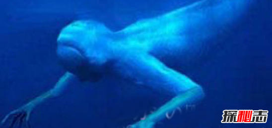 南极“人形海怪”之谜,日捕鲸船到底发现了什么