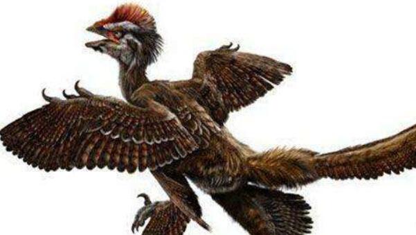 中国鸟龙：中国小型食肉恐龙（长2米/带羽毛的恐龙之一）