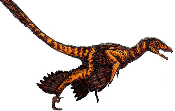 中国鸟龙：中国小型食肉恐龙（长2米/带羽毛的恐龙之一）