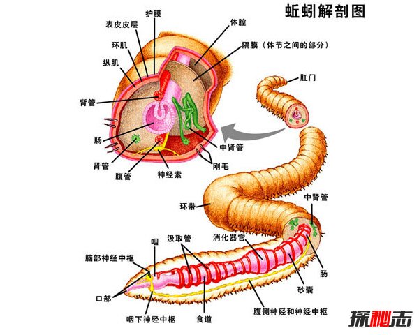 世界上最古老的动物，地龙奇迹般的存活了5.7亿年