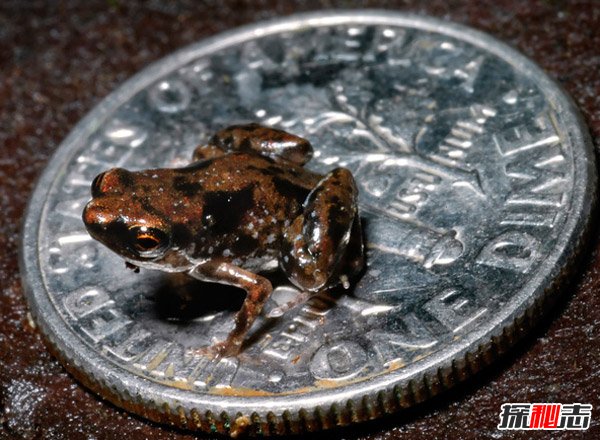 世界上最小的青蛙，阿马乌童蛙成年个体只有7毫米左右