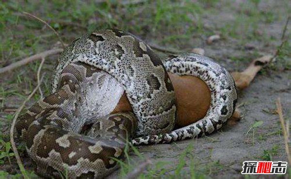 马来西亚发现长达30米的蟒蛇 这是真实存在还是PS作品（假的）