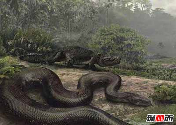 马来西亚发现长达30米的蟒蛇 这是真实存在还是PS作品（假的）