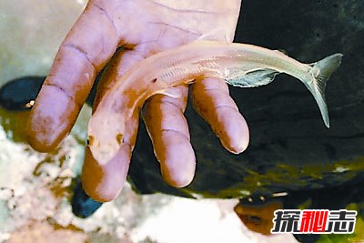世界上最稀有的六种鱼：空棘鱼轰动世界(起源3亿年前)