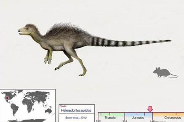 迷你杂食恐龙:夫鲁塔齿龙 身长最大75厘米(仅鸭子大小)