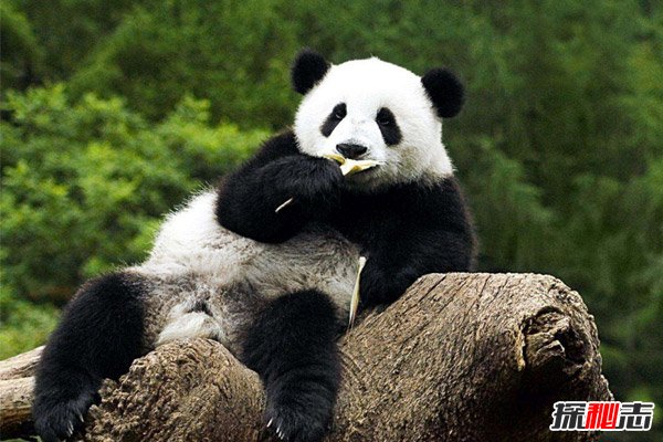 世界上最大的熊猫