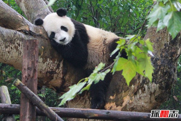 世界上最大的熊猫，体重超过300斤（国宝中的国宝）