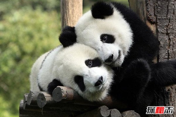世界上最大的熊猫
