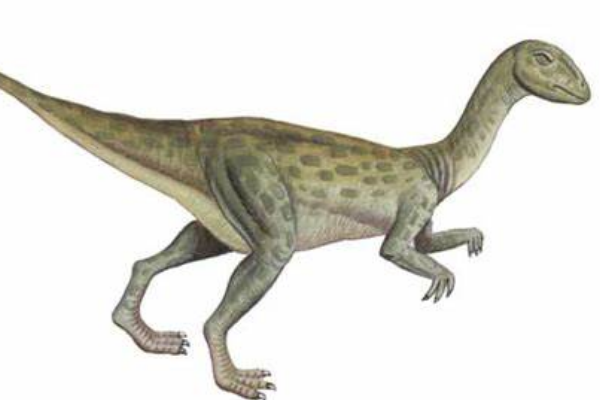 小型白垩纪恐龙:闪电兽龙 身长仅1米(被怀疑是嵌合体)