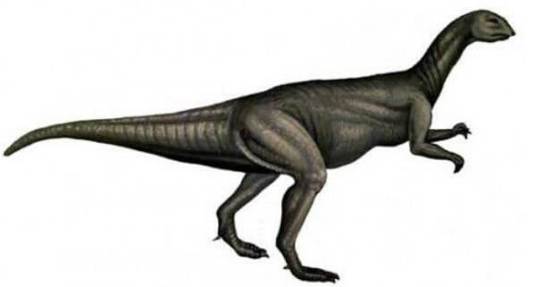 三尖齿龙：欧洲食草恐龙（化石只有一颗牙齿/1.5亿年前）