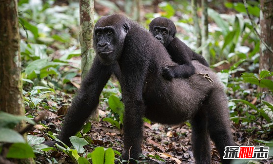 世界上最大的盆地：刚果盆地,地球最大基因库之一