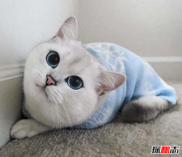 世界上眼睛最漂亮的猫:英国短毛猫科比(碧蓝色眼珠)