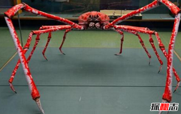 世界上最大的变异螃蟹:日本巨型杀人蟹(体长4.2米重40斤)