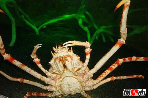 世界上最大的变异螃蟹:日本巨型杀人蟹(体长4.2米重40公斤)世界上最大的变异螃蟹:日本巨型杀人蟹(体长4.2米重40公斤)