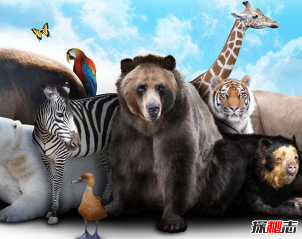聪明的动物有哪些?盘点世界上最聪明的十二种动物(大开眼界)