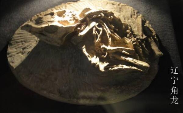 辽宁角龙：已知最早的新角龙类（长1米/距今1.25亿年前）