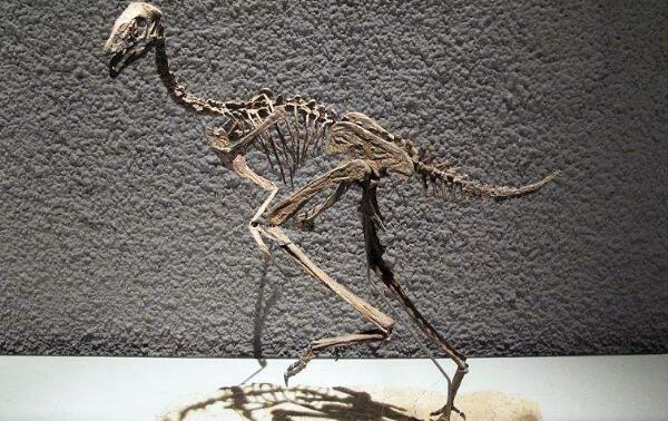 尾羽龙：辽宁小型杂食性恐龙（长1米/距今1.2亿年前）
