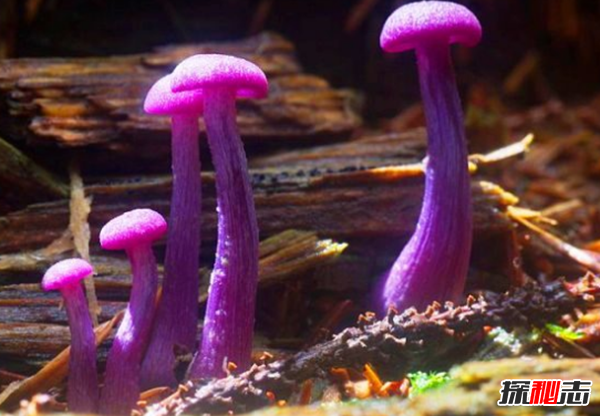 世界上最奇怪的12种蘑菇,蓝牛奶蘑菇有种宜人的泥土味