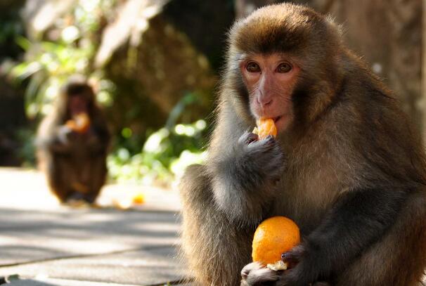 活吃猴脑过程图片揭秘 吃完猴脑猴子还是活的？（残忍）