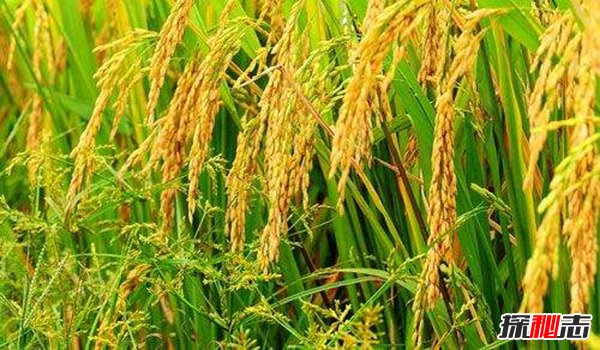 世界上最神奇特别的稻谷 海稻是在海水中生长的稻谷？