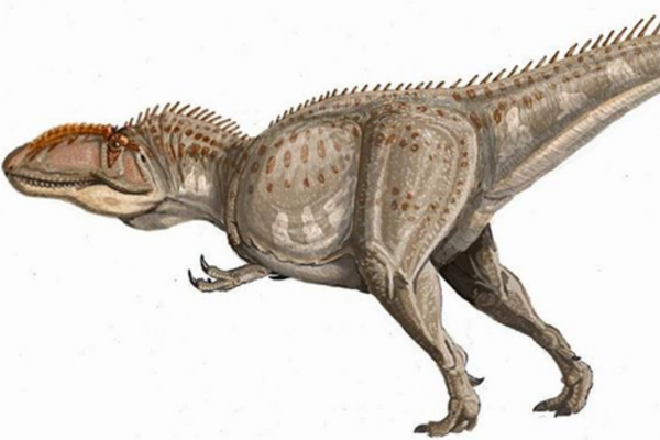 巨型食肉恐龙:南方巨兽龙 体长13.8米(仅次于霸王龙)