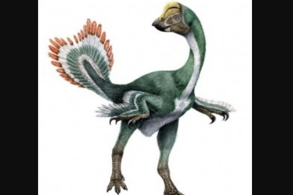 最大的偷蛋龙下目恐龙:哈格里芬龙 体长达3米(像鸵鸟)