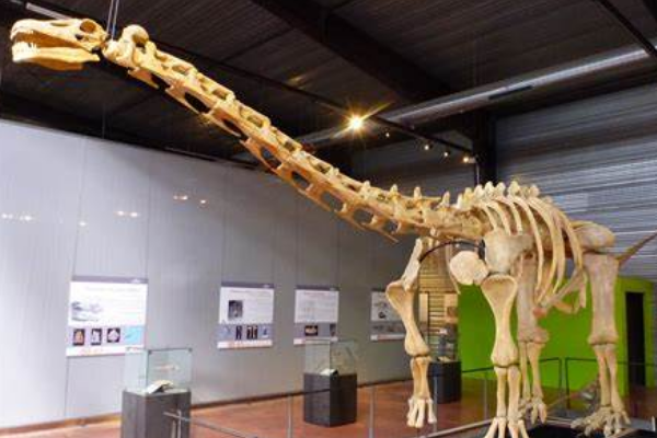 巨型蜥脚类:华北龙 体长可达20米(化石完整度高达七成)