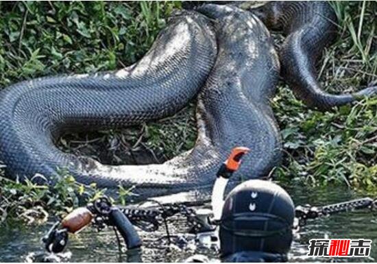 四川发现50米巨蟒，世界上最大的蟒蛇(网络传闻)