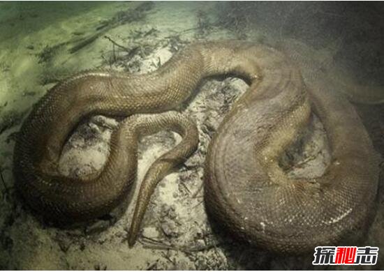 四川发现50米巨蟒，世界上最大的蟒蛇(网络传闻)
