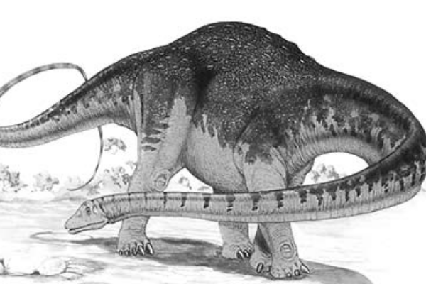 中型蜥脚龙类:高桥龙 一个蛋长达30厘米(最大恐龙蛋)