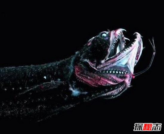 世界海底最恐怖的生物：深海龙鱼（长相极其丑陋）