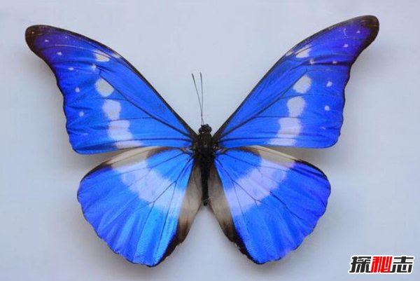 世界最美的蝴蝶 光明女神闪蝶（曾被拍卖36万人民币）