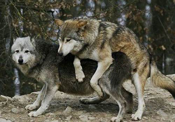 狼和狗的区别和关系有哪些?狼会把狗当做同类吗