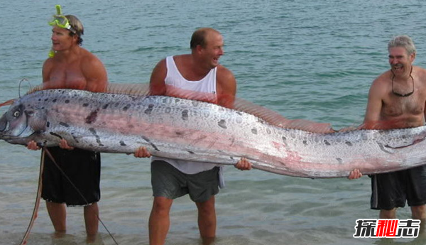 世界最长的鱼：龙王鱼,最长7.6米(曾被认为是真龙)