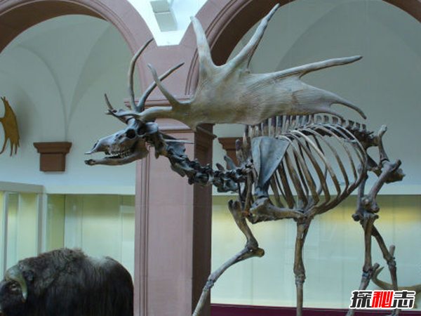 世界上最长的鹿角：大角鹿鹿角可达4米,重43公斤