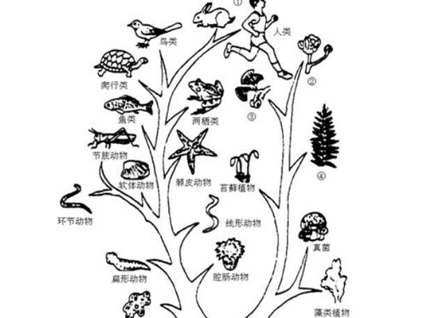 进化论误导了整个人类 人类进化是骗局吗