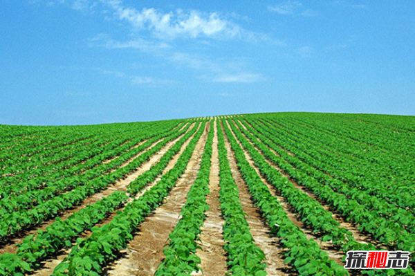 世界大豆产量最多的国家,美国年产量1.08亿吨居第一