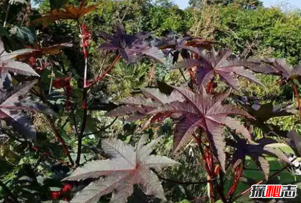 地球十大漂亮致命的植物,烟草被指定为心脏毒药