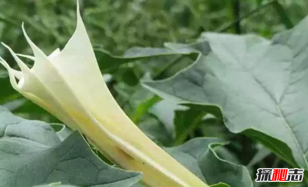 地球十大漂亮致命的植物,烟草被指定为心脏毒药