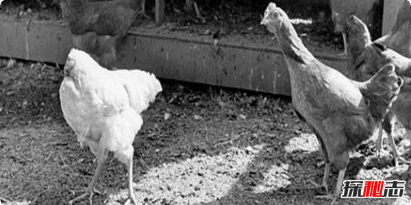 美国无头鸡麦克18个月不死之谜,鸡被砍了脑袋还能不能活?