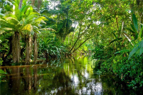 亚马逊森林在哪个地方 位于亚马逊盆地（横跨九国家）