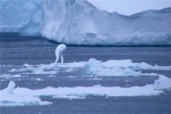 恐怖日本人造生物揭秘 南极惊现恐怖巨大生物