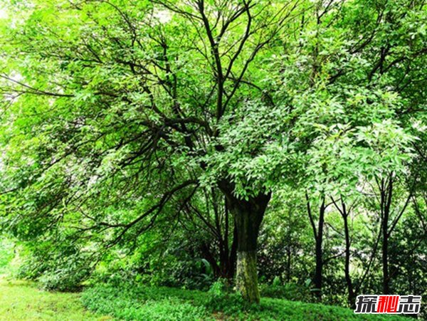 中国十大珍贵树种，第2香气特别第4中国特有仅剩3株