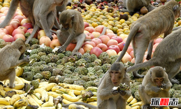 世界各地奇异节日：猴子也能享受自助餐(4千公斤)