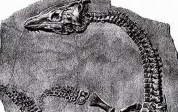 蛇颈龙：侏罗纪海洋中的霸王（长6米/距今1.5亿年前）